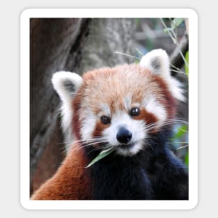 Red Panda Sticker